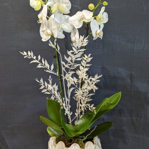 Double Stemmed White Orchid