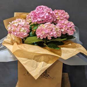 Dansk Hydrangea plant in gift bag